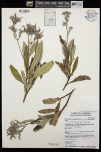 Eriodictyon crassifolium var. nigrescens image