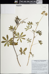 Lupinus nootkatensis image