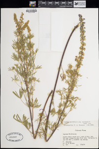 Lupinus parviflorus subsp. myrianthus image