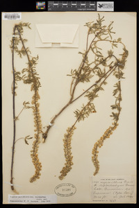 Lupinus parviflorus subsp. myrianthus image