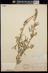 Lupinus parviflorus subsp. myrianthus image