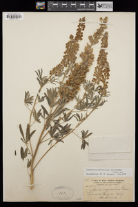 Lupinus parviflorus subsp. myrianthus image