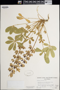 Lupinus cervinus image