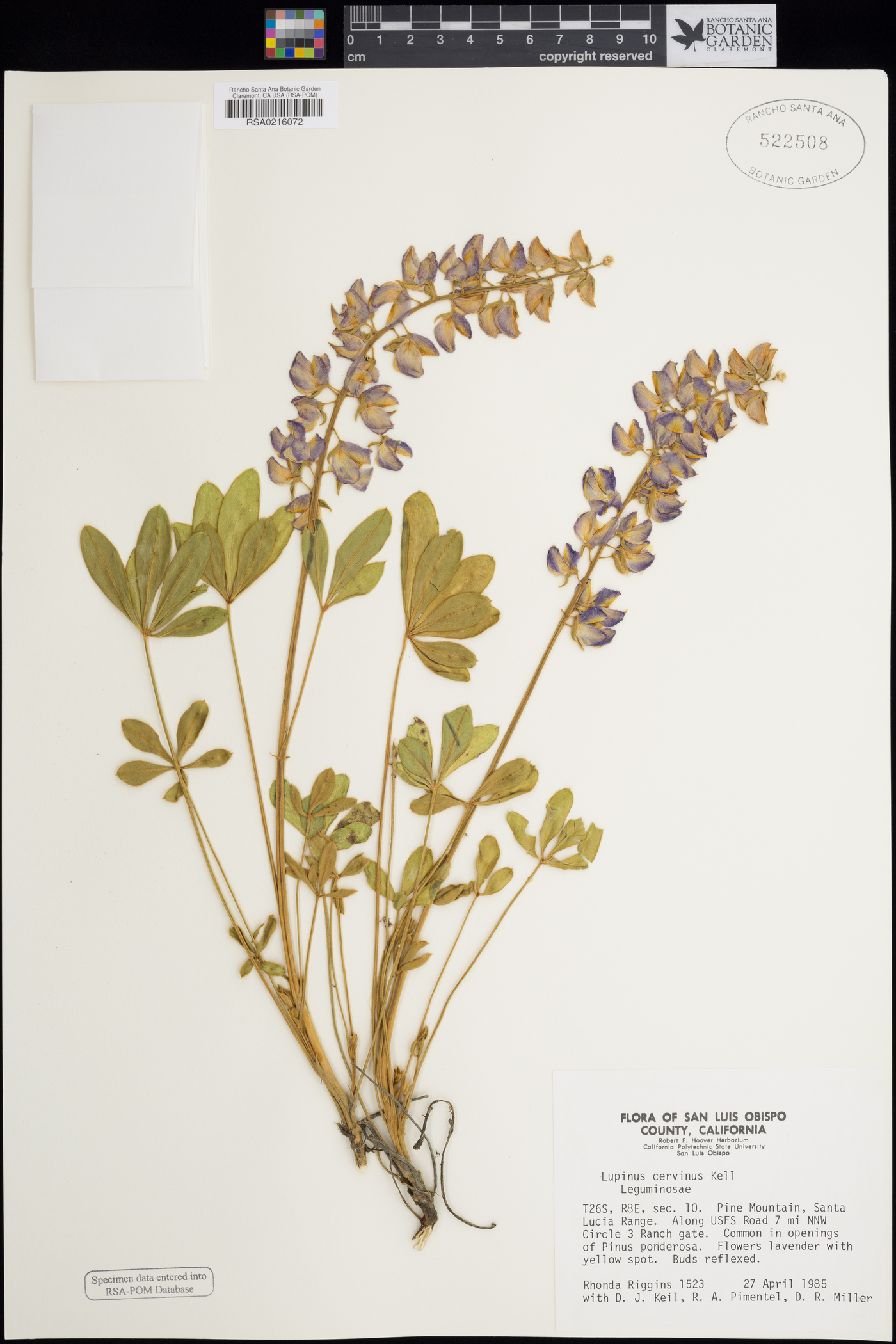 Lupinus cervinus image