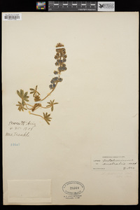 Lupinus argenteus var. palmeri image