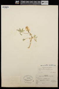 Lupinus pusillus subsp. pusillus image