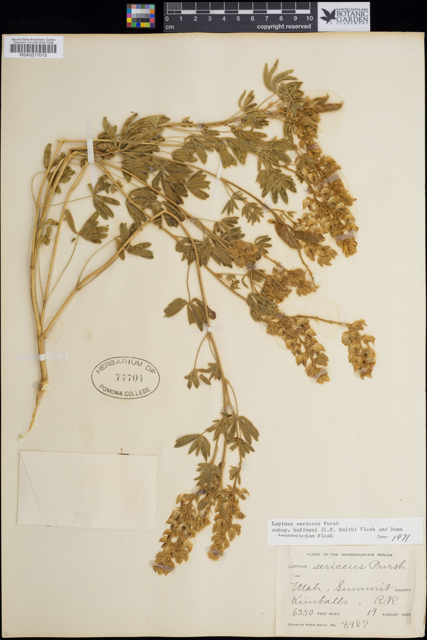 Lupinus sericeus subsp. huffmanii image
