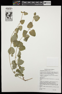 Clinopodium douglasii image