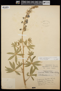 Lupinus sierrae-blancae subsp. sierrae-blancae image