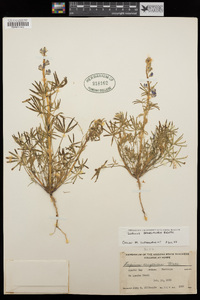 Lupinus sparsiflorus image