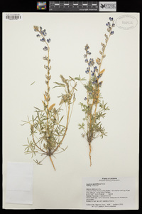 Lupinus sparsiflorus image