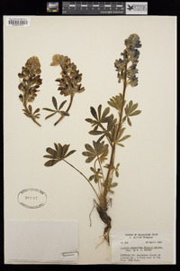 Lupinus subalpinus image