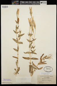 Gentianopsis crinita image