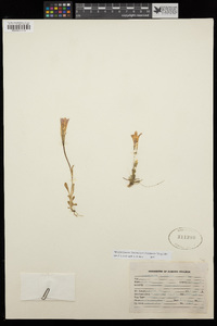 Gentianopsis holopetala image