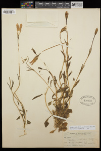 Gentianopsis holopetala image