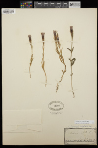 Gentianopsis ciliata image