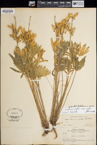 Lupinus wyethii subsp. wyethii image