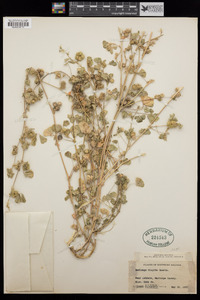 Medicago polymorpha image