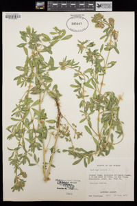 Medicago sativa image