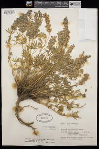 Lupinus lepidus var. ramosus image