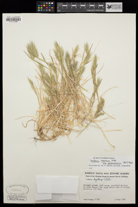 Hordeum geniculatum image