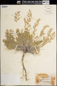 Oxytropis lambertii image