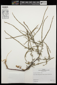 Sisymbrium officinale image