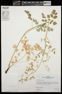 Thalictrum fendleri image