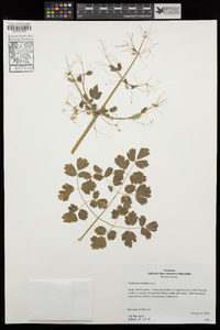 Thalictrum fendleri image