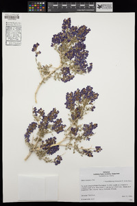 Psorothamnus fremontii var. fremontii image