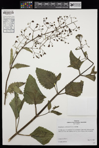 Scrophularia californica image