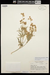 Lupinus elatus image