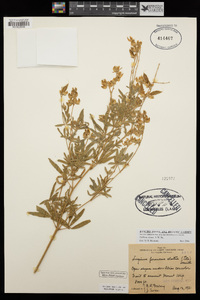 Lupinus elatus image