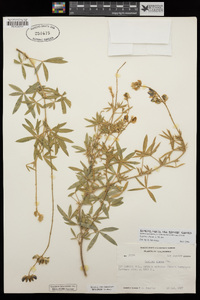 Lupinus elatus image