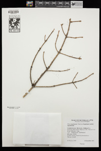 Picea engelmannii var. engelmannii image
