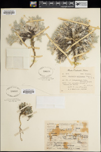 Oxytropis multiceps image