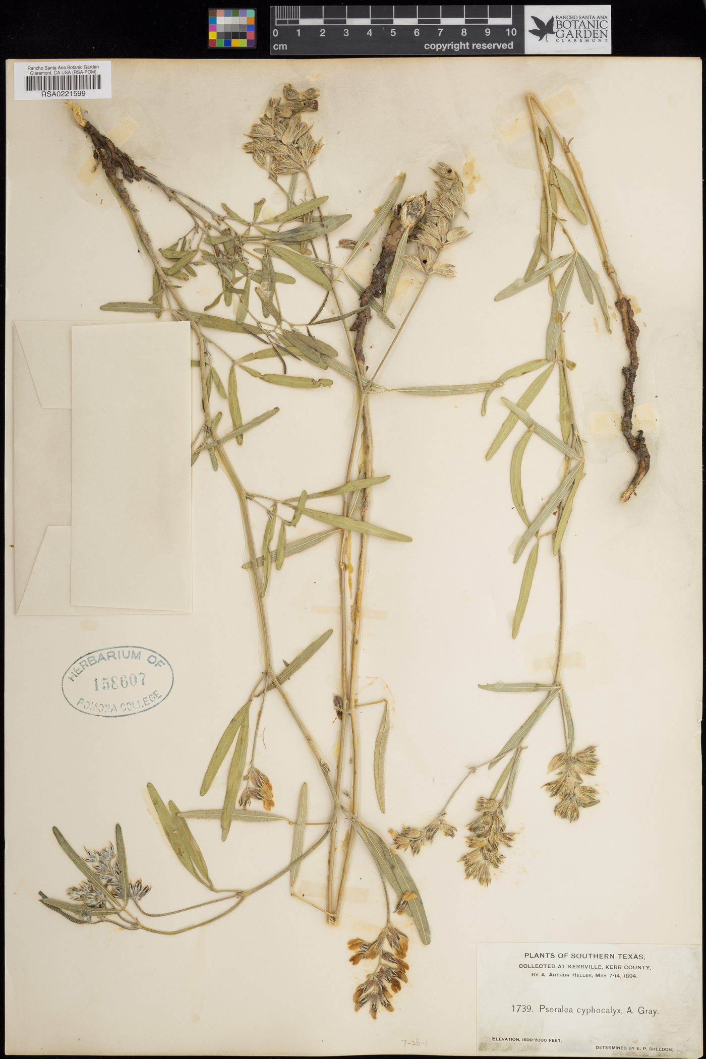 Psoralea cyphocalyx image