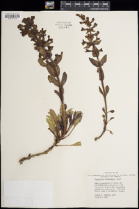 Penstemon acuminatus image