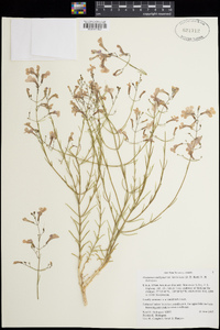 Penstemon ambiguus var. laevissimus image