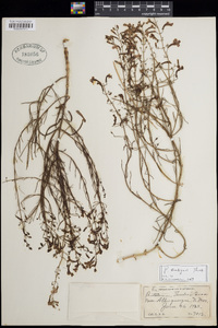 Penstemon ambiguus image