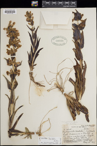 Penstemon angustifolius image