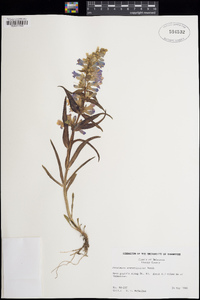 Penstemon angustifolius image