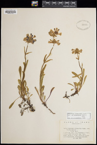 Penstemon attenuatus var. pseudoprocerus image