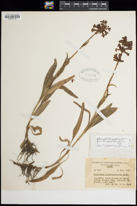 Penstemon attenuatus image