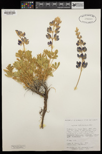 Lupinus lapidicola image