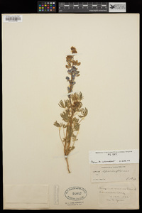 Lupinus sparsiflorus image