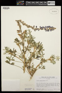 Lupinus sparsiflorus image