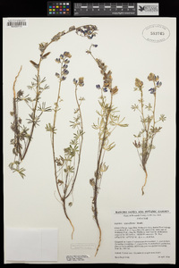 Lupinus sparsiflorus image