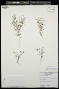 Gilia filiformis image