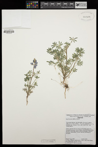 Lupinus sparsiflorus image